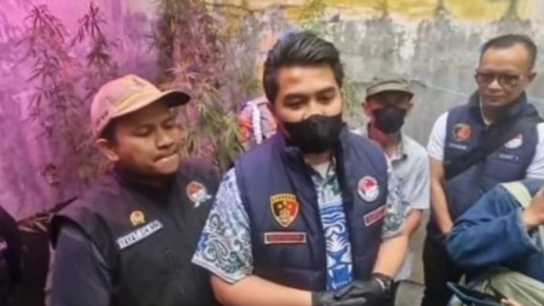 Belajar dari YouTube, PPPK Kementerian PU Tanam Puluhan Pohon Ganja hingga Ditangkap Polisi