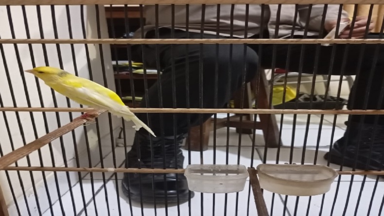 Curi Kenari Scotch Fancy Seharga Rp3 Juta, Pria di Bantul Ditangkap Polisi