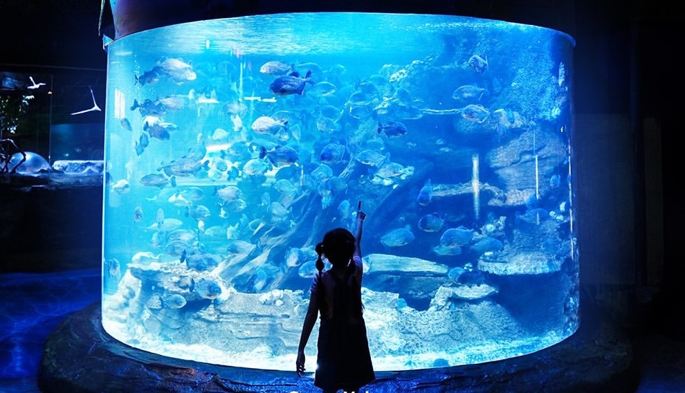 5 Daya Tarik Wisata Bawah Laut di Ancol yang Sayang untuk Dilewatkan