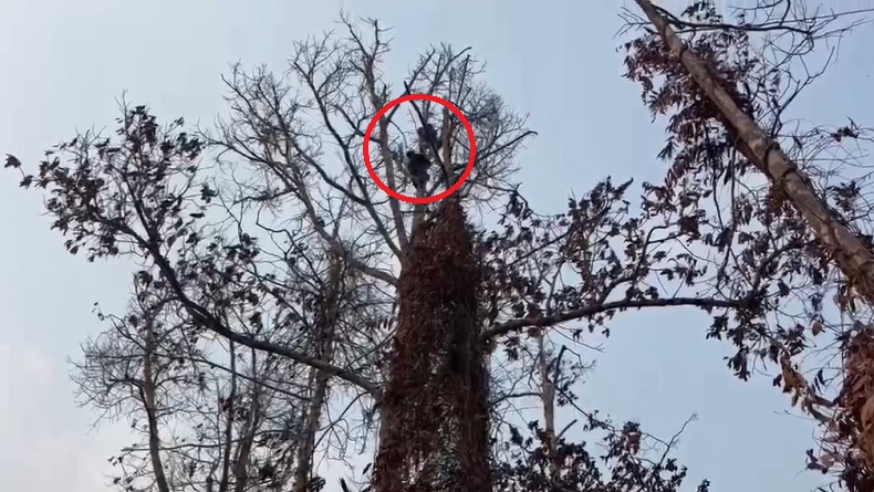 Pilu! Induk Orangutan Luka Bakar Ditemukan Bersama Bayinya di Tengah Karhutla Kalteng