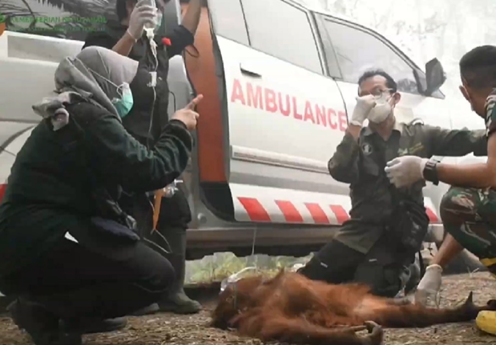 Pilu! Anak Orangutan Luka Bakar Terjebak Karhutla di Palangka Raya