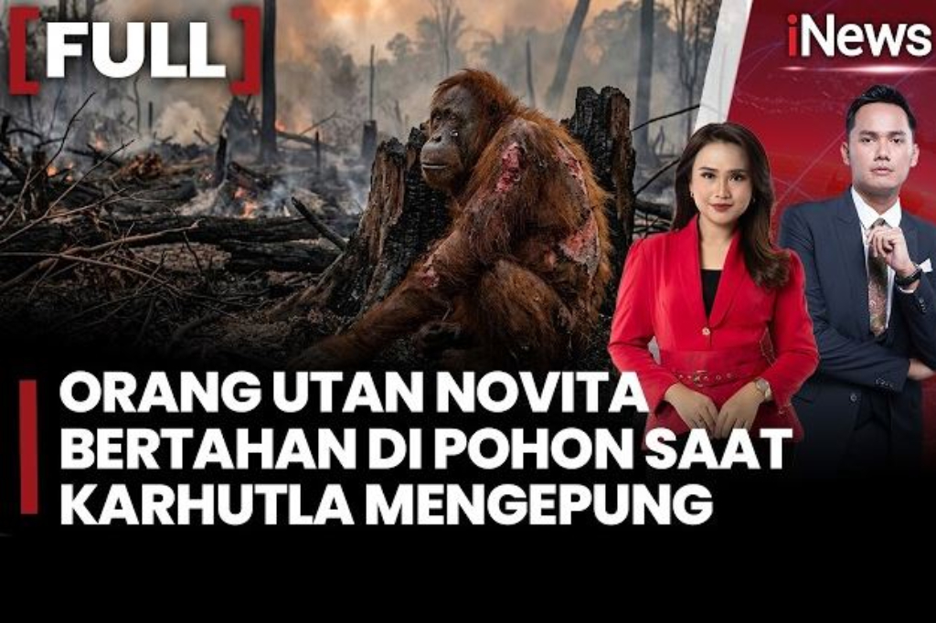Viral! Orangutan Novita Bertahan di Tengah Asap Karhutla, Tangan dan Kaki Luka Bakar