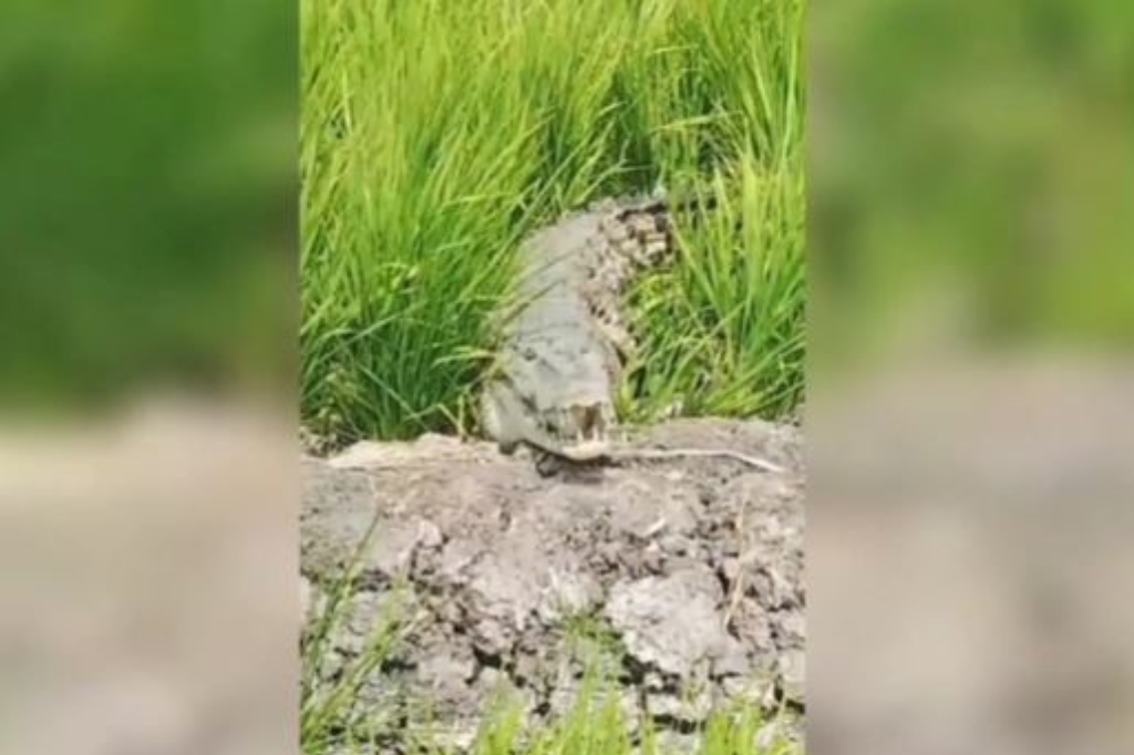 Buaya Berkeliaran di Sawah Warga Wajo, Petani Nyaris Injak Langsung Loncat