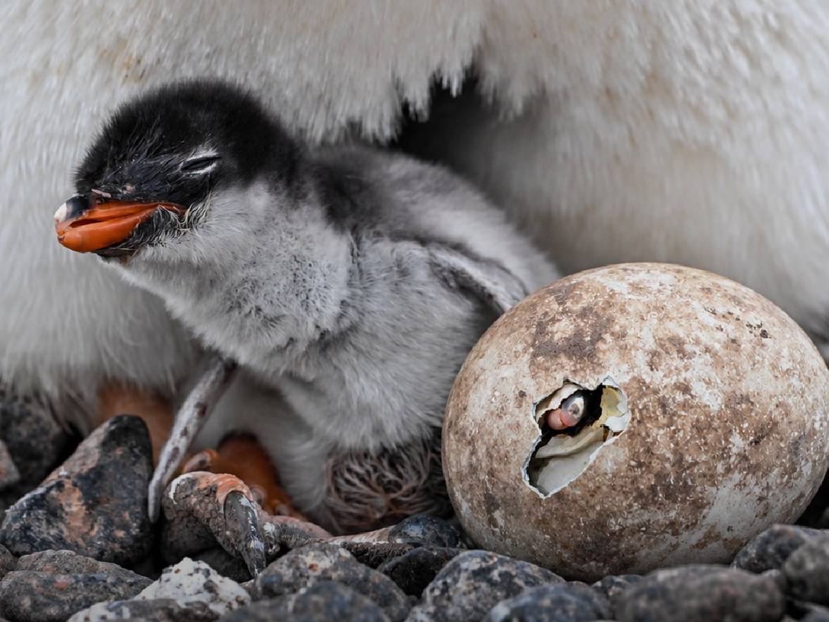 Spesies Penguin Baru Ditemukan! Namanya Pygoscelis kerguelensis