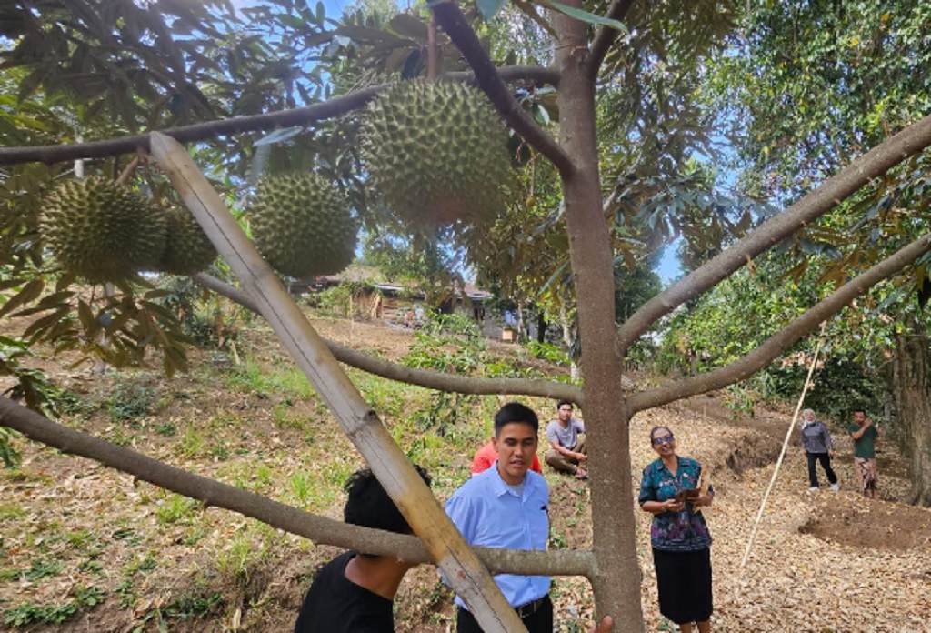 Genjot Komoditas Hortikultura Bali, Kementan Percepat Proyek HDDAP di Buleleng