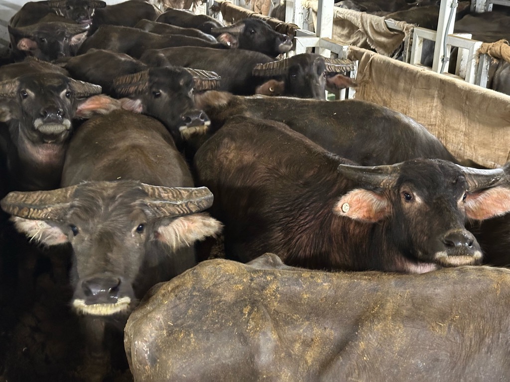 Harga Sapi Mahal, RI Impor Kerbau Hidup dari Australia