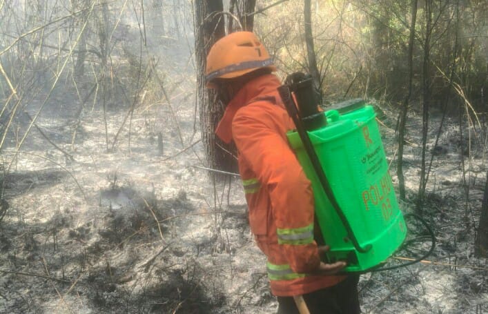 Kebakaran Hutan Lindung di Gunung Tangkuban Parahu, 1 Hektare Tanaman Pinus Hangus
