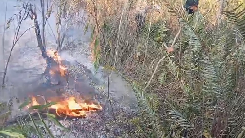 Hutan Pinus di Lereng Semeru Terbakar, Petugas Padamkan Api Secara Manual