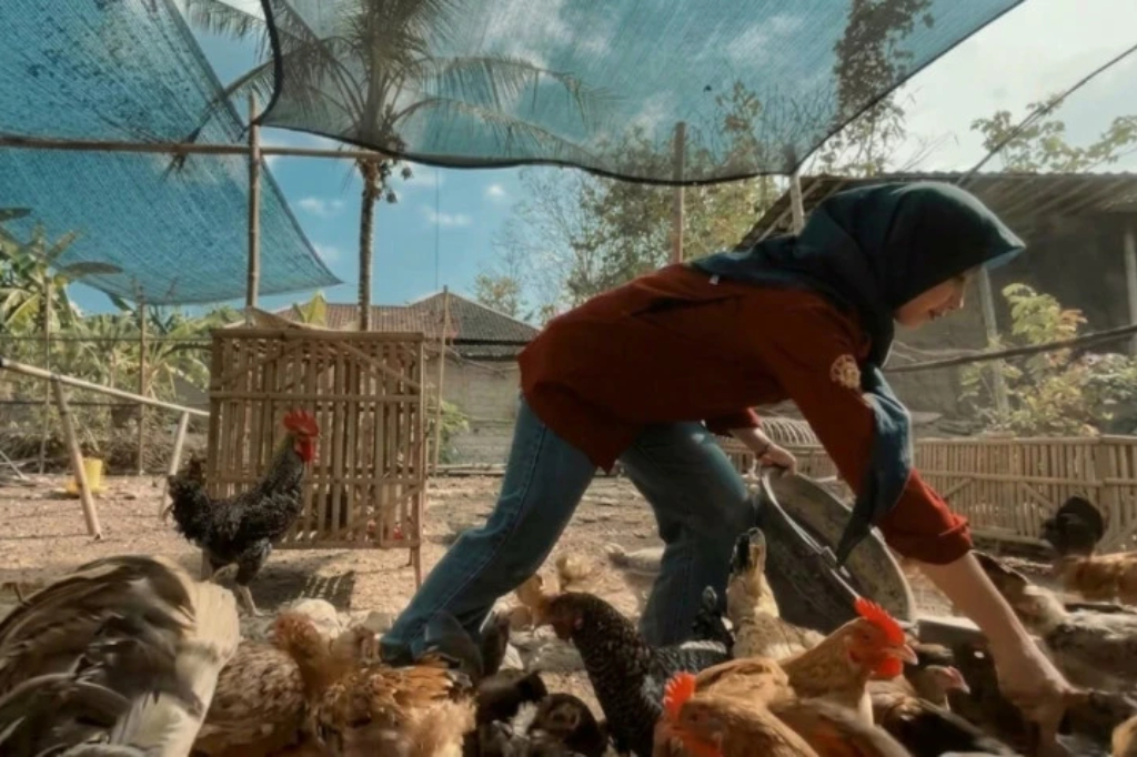 Inspiratif! Mahasiswa UGM Pakai Beasiswa Rp500.000 Rintis Peternakan Ayam hingga Punya Puluhan Indukan