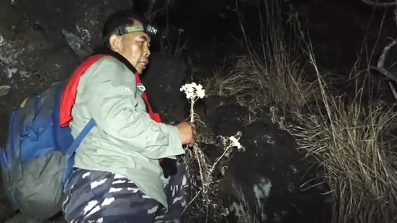 Karhutla Gunung Ciremai Padam, Edelweis Ditemukan Layu dan Mengering