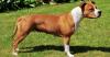 Anjing Peliharaan Bunuh Ibu dan Anak di Jerman