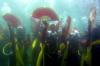 20 Penari Bawah Laut Meriahkan Banyuwangi Underwater Festival - Bagian 1
