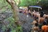 Seru, Ritual Mandi Lumpur Usai Nyepi di Bali - Bagian 11