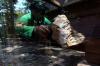 11 Anak Komodo Menambah Koleksi Kebun Binatang Surabaya - Bagian 7