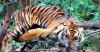 Serangan Harimau di Inhil Riau, Seorang Pekerja Asal Sambas Tewas