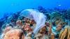 Ilmuwan Australia: Laut di Dunia Dicemari 14 Juta Ton Mikroplastik