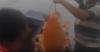 Viral, Penangkapan Ikan Mas Dikaitkan Tragedi KM Sinar Bangun di Toba
