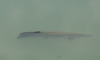13 Ikan Arapaima di Sungai Brantas Tertangkap, Sisanya Berkeliaran