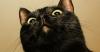 Kucing Ini Jadi yang Pertama Didiagnosis Positif Covid Varian Inggris