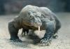 Peneliti Sebut Komodo 'Berselingkuh' dengan Spesies Kadal Lain di Australia
