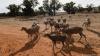 New South Wales Australia Kekeringan, Petani Diizinkan Tembak Kanguru