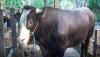 Peternak Sapi di Kalbar Bangga, Sapi 1 Ton Miliknya Dibeli Jokowi untuk Kurban