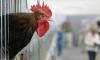 Asosiasi Sebut Harga Ayam di Tingkat Peternak Sudah Kembali Normal