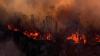 Cagar Alam Habitat Komodo di Pulau Flores Terbakar