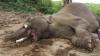 Gajah Bunting Mati Setelah Makan Buah Berisi Petasan