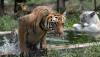 Seekor Harimau Betina Terkam 13 Orang hingga Tewas, Warga Resah