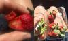 Kasus Strawberry Mengandung Jarum Masih Misterius
