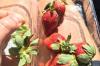 Kasus Jarum di Strawberry, Australia Kerahkan 100 Polisi