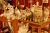 Polisi Temukan 2.000 Kucing Mati di Rumah Jagal, Diduga untuk Obat Tradisional