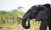 Cuci Sayuran di Sungai, Petani Tewas Diinjak-injak Gajah yang Kelaparan
