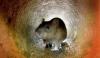 2 Warga Gunungkidul Meninggal karena Leptospirosis
