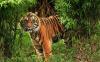Harimau Sumatera Kembali Datangi Permukiman Warga di Indragiri Hilir