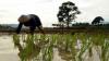 BPS: Petani Dominasi Tenaga Kerja di Sulut