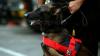 Antisipasi Bahan Peledak, Polisi Kerahkan Anjing Pelacak Sisir Stasiun Gambir