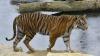 Dijodohkan, Harimau Betina Mati Dibunuh Pejantan di Bonbin London