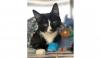 Kucing Ini Selamat Setelah Teraduk dan Terendam 30 Menit di Mesin Cuci