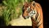 Harimau Sumatera Serang Warga di Pagaralam hingga Tewas, Tubuh Korban Tersisa Tulang