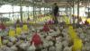 Peternak di Banjarbaru Kehabisan Stok Bibit Ayam Potong