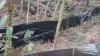 Macan Tutul Hitam Dilepasliarkan di Kawasan Gunung Ciremai Kuningan