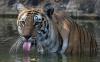 Terkam Lansia hingga Tewas, Harimau di India Jadi Buruan Aparat