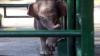 Tingkah Lucu Bayi Gajah Sumatera di Kebun Binatang Surabaya - Bagian 2