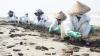 Pesisir Pantai Mekarjaya Karawang Tercemar Tumpahan Minyak Mentah - Bagian 1