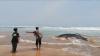 Hiu Paus Terdampar di Pantai Lebak Banten, Tubuhnya Mengeluarkan Darah