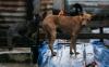 Kota di China Ini Larang Warganya Konsumsi Anjing dan Kucing akibat Wabah Corona
