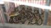 Warga di Konawe Pingsan Dililit Ular Piton 5 Meter saat Lihat Kandang Kambing