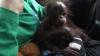 Miris, 2 Anak Orang Utan Diselundupkan Lewat Keranjang Buah di Lampung 